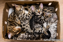 Bengal Kitten Kiste